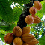 Dried Cacao Leaves/ Theobroma cacao