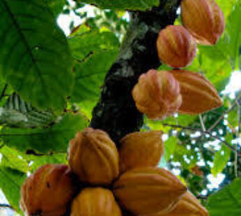 Dried Cacao Leaves/ Theobroma cacao