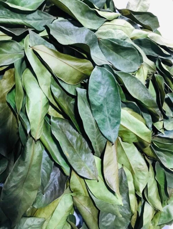 Dried Soursop Leaves / Annona muricata 1