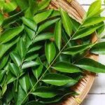 Dried Curry Leaves/ Murraya koenigii