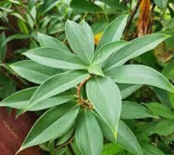 Dried Thebu Leaves Powder (Costus speciosus)