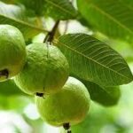 Dried Guava Leaves / Psidium guajava