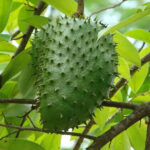 Dried Soursop Leaves / Annona muricata 3