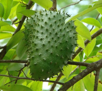 Dried Soursop Leaves / Annona muricata