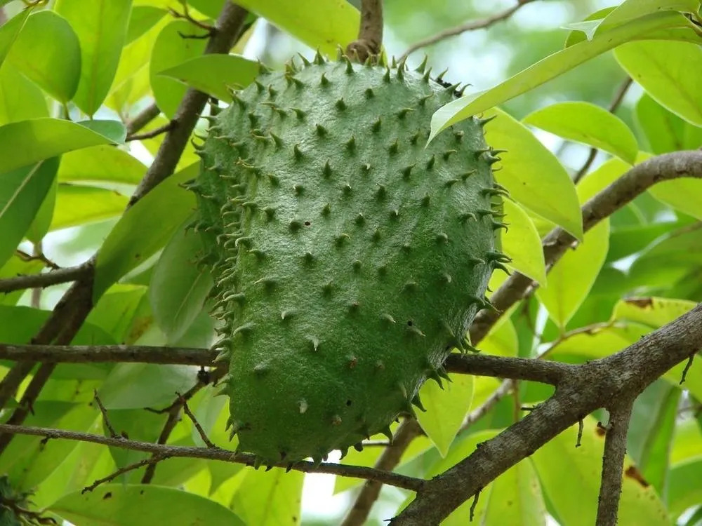 Dried Soursop Leaves / Annona muricata 3