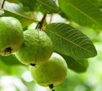 Dried Guava Leaves / Psidium guajava