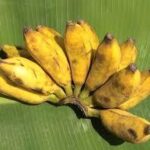 Dried Banana