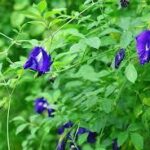 Dried Blue Butterfly Pea