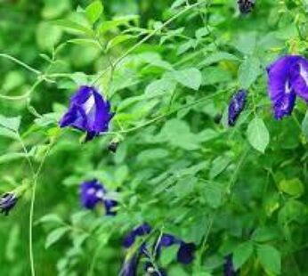 Dried Blue Butterfly Pea Flowers (Clitoria ternatea)