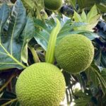 Dried Breadfruit (Artocarpus altilis)