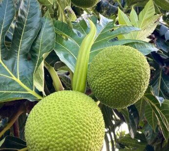 Dried Breadfruit (Artocarpus altilis)