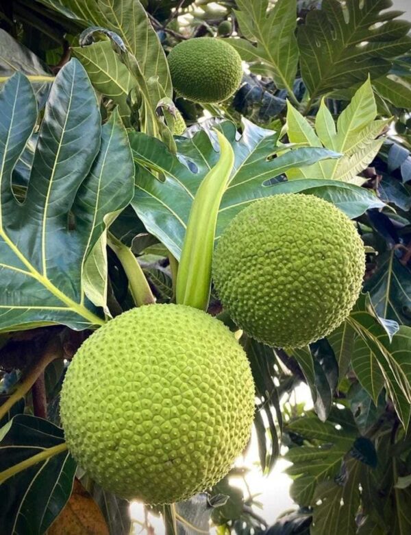 Dried Breadfruit (Artocarpus altilis)