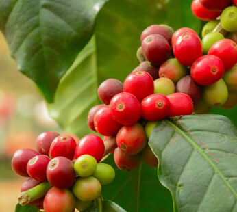 Dried Coffee Leaves