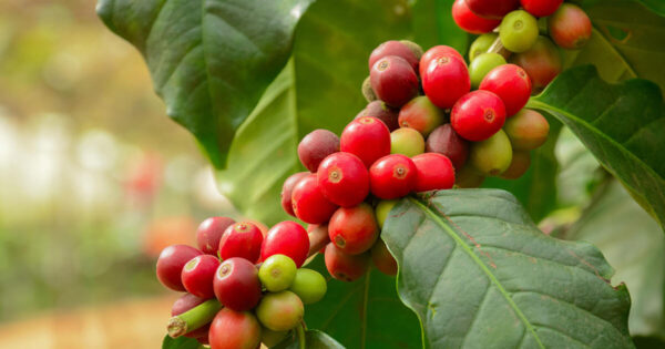 Dried Coffee Leaves (2)