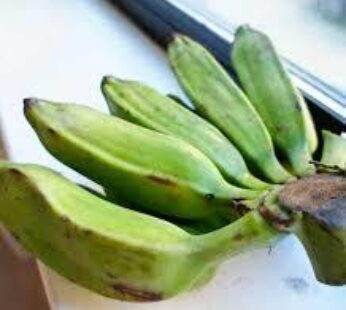 Dried Cooking Banana (Musa × paradisiaca)