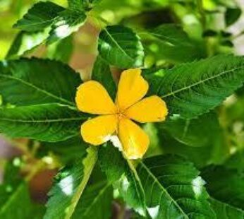 Dried Damiana Leaves