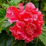 Dried Hibiscus Flowers (Hibiscus sabdariffa)