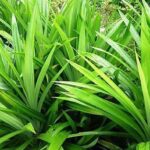 Dried Pandanus Leaves