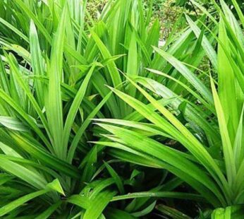 Dried Pandanus Leaves