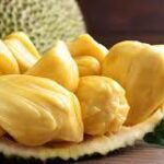 Dried Ripened Jackfruit (Artocarpus heterophyllus)