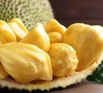 Dried Ripened Jackfruit (Artocarpus heterophyllus)