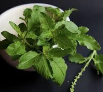 Dried Tulsi Leaves