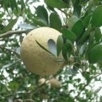 Wood Apple Powder