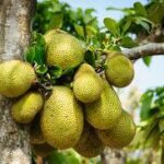 Jack Fruit Seed Artocarpus heterophyllus