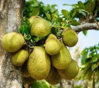 Jack Fruit Seed/ Artocarpus heterophyllus