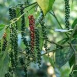 Black Pepper (Piper nigrum)