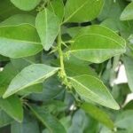 Dried Yakinaran Powder (Atalantia ceylanica)