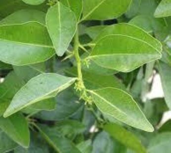 Dried Yakinaran Powder (Atalantia ceylanica)