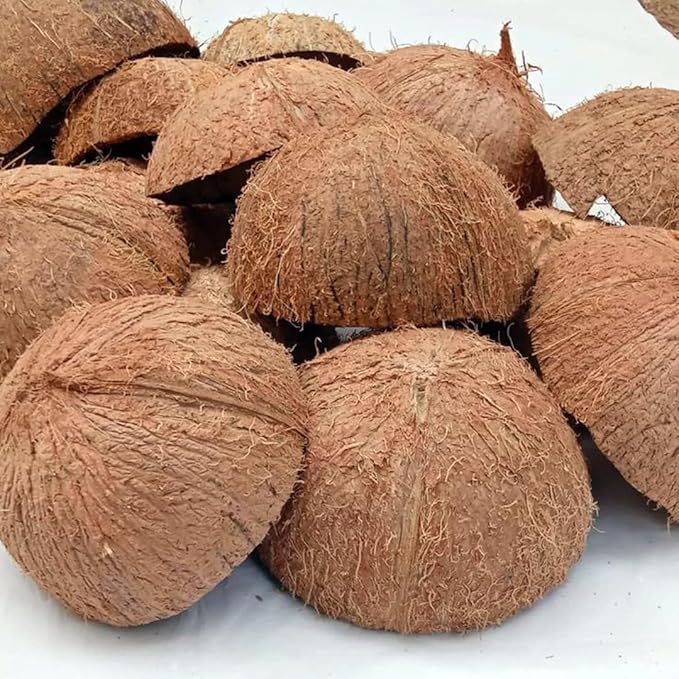 Natural Coconut Shells (6 Pack)
